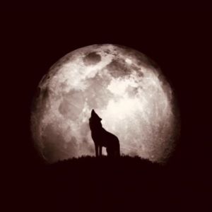 Meet your Posher, Murtadha